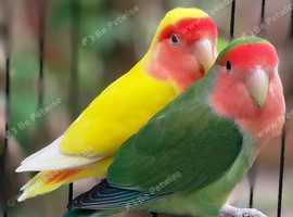 Two Lovebirds Still Missing
