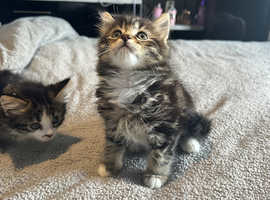 Two amazing kittens