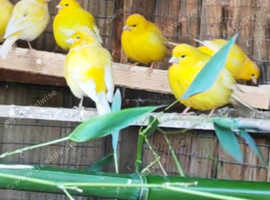Yellow canaries