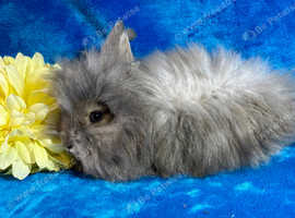 Teddy lion boy ready now