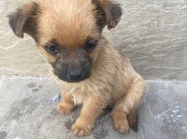 Pomeranian/Chihuahua/yorkie