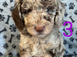 Miniature labradoodles f1b