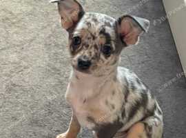 Marle chihuahua puppies - READY TO GO