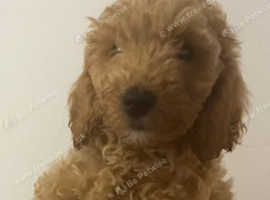 2 gorgeous cockapoo puppies