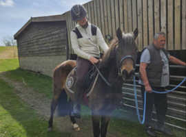 Rising 4 year old gelding