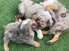 Fluffy english bulldogs