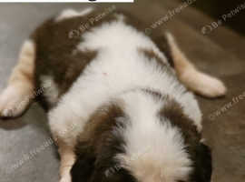 Litter of pure breed Saint Bernard