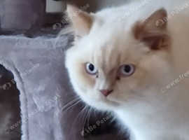 FOR STUD ,,,Beautiful British long hair for stud (Murray )