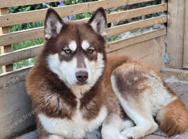 siberian huskys