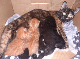 Female kitten ready 9/5