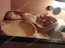 Carolina corn Snake with vivarium