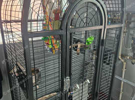 2 male Cockatiels + Large Bird Cage