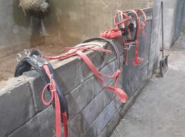 Shetland pony harness