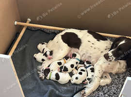 Springer spaniel puppies for sale