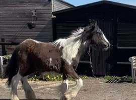 Colt foal to make 14.2+