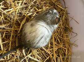 Baby Degu's looking for new family