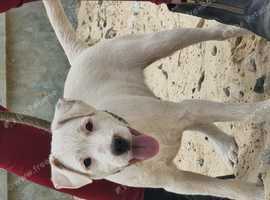 5 month old male parsons terrier needing new home