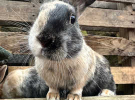 Rabbits avaliable for rehoming