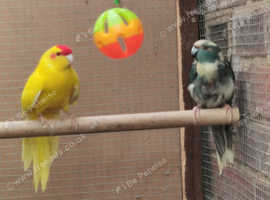 kakariki birds seeking new home