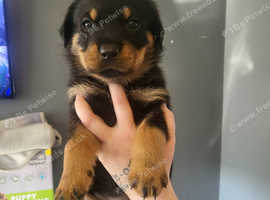 1 male 2 female chunky Rottweiler