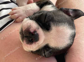Beautiful Boston terrier pups