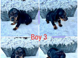 Dachshund puppies 4 boys