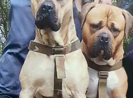 Boerboel puppies for 2024 sale near me