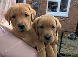 Beautiful KC Registered Labrador Puppies