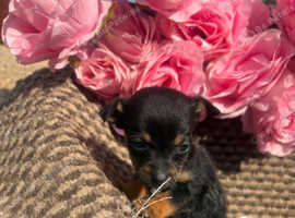 Stunning litter of 6 miniture jack russells