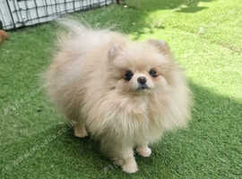 Teacup Gorgeous tiny Russian Pomeranian female in Swindo
