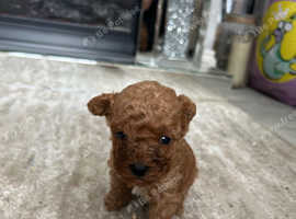 3 male Red Toy poodles