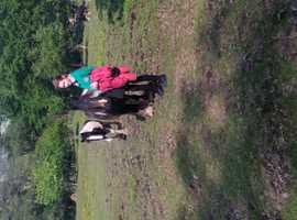 Nala 13.1hh cob filly. Very quiet she is
