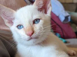 Stunning Tonkinese Kitten. Last One.