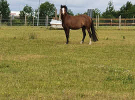 Welsh Section a mare pony 12.2 h