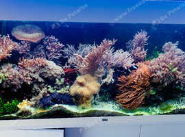 Complete Marine Reef Aquarium with Soft Corals.