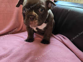 2 chocolate exotic bullys girls
