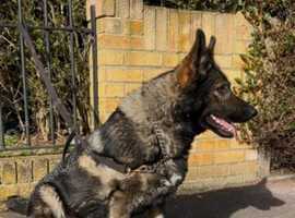 German shepherd