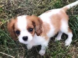 Extensively DNA tested Cavalier Puppies; 1 Blenheim girl now available :