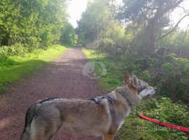 Litter expected late May  ( Czechoslovakian x Low content Wolfdog)