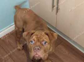 Dogue de bordeaux cross hot sale husky