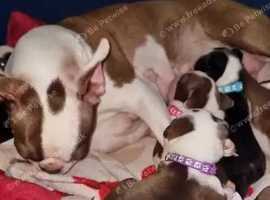 Boston Terrier puppies