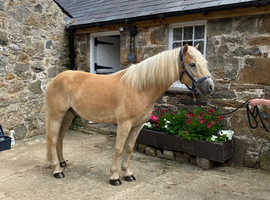 Gorgeous Golden Boy