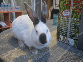 bunnies for sale