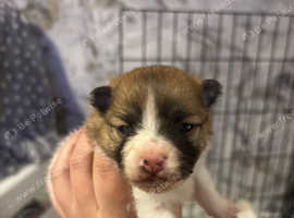 very beautiful puppy