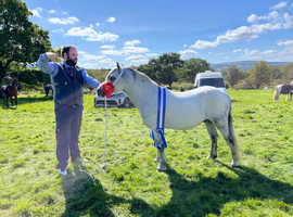 Welsh section A Gelding