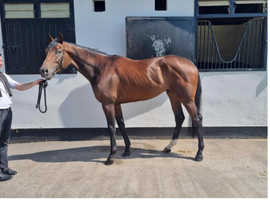 Head turning American bred Gelding