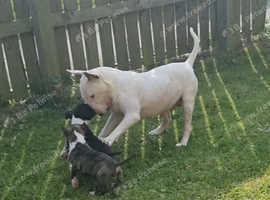 English bull terrier x exotic bully pups