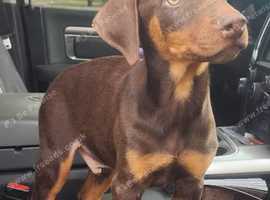 Lovable, heathily raised Doberman Pinscher puppies