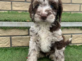 Brittany spoodle puppies sales for sale