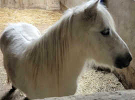 SPSBS registered grey shetland mare